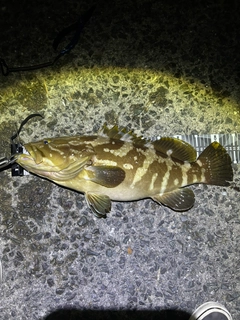 クエの釣果