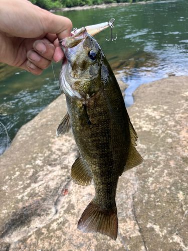 スモールマウスバスの釣果