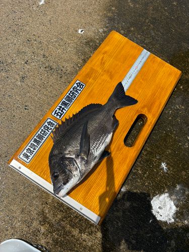 クロダイの釣果