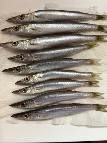 ヤマトカマスの釣果