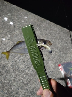 釣果