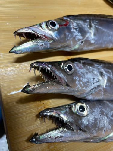 タチウオの釣果