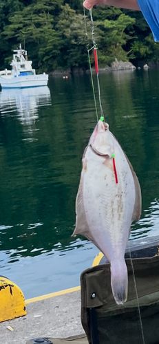 カレイの釣果