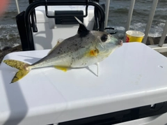 ギマの釣果