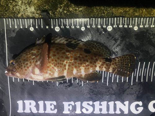 ノミノクチの釣果