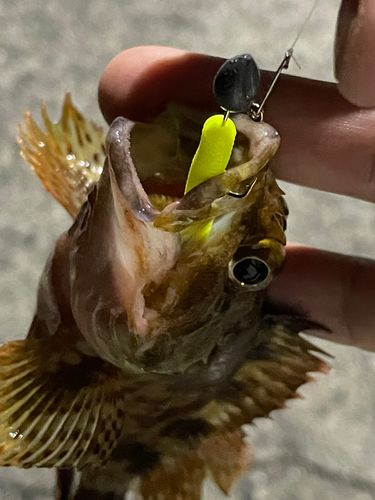 カサゴの釣果