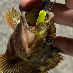 カサゴ