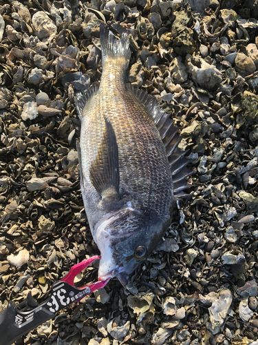 クロダイの釣果
