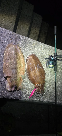 モンゴウイカの釣果