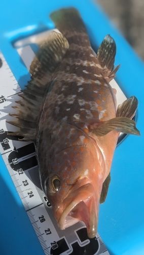 キジハタの釣果