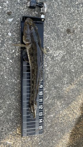 マハゼの釣果