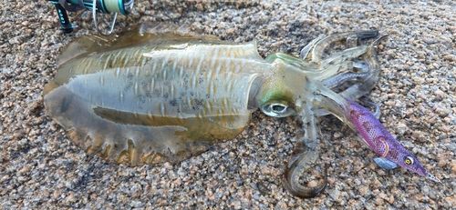 アオリイカの釣果