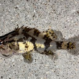 タケノコメバル