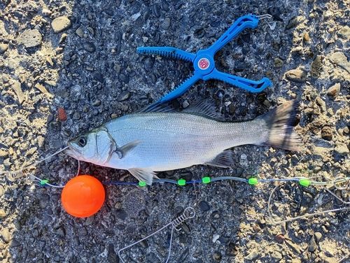 ハネ（ヒラスズキ）の釣果