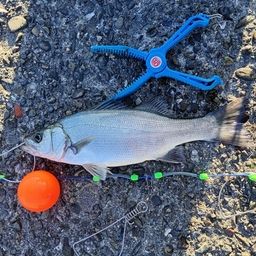 ハネ（ヒラスズキ）