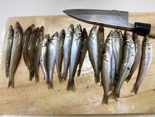 キスの釣果