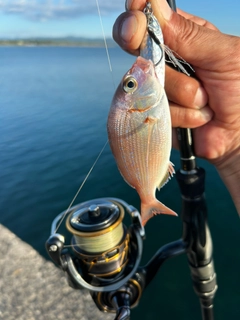 チャリコの釣果