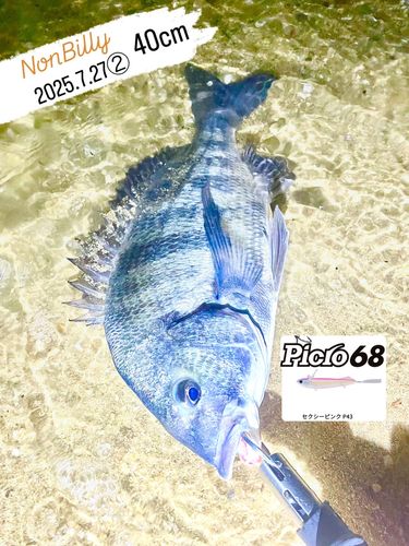 クロダイの釣果