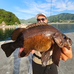 メバル