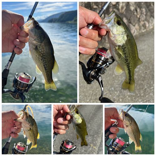 ブラックバスの釣果