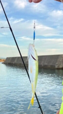 コゾクラの釣果