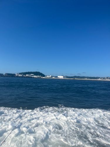 マダコの釣果