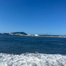 マダコ