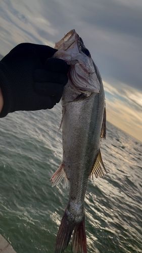 セイゴ（マルスズキ）の釣果