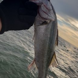 セイゴ（マルスズキ）