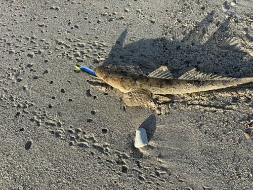 マゴチの釣果