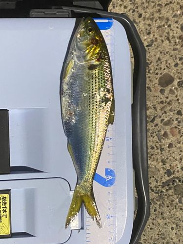 コノシロの釣果