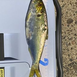コノシロ