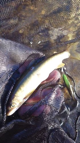 アユの釣果