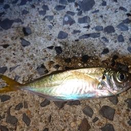 アジ