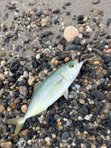 ワカシの釣果