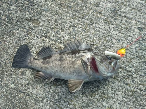 クロソイの釣果