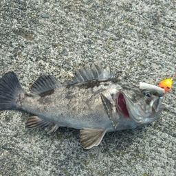 クロソイ