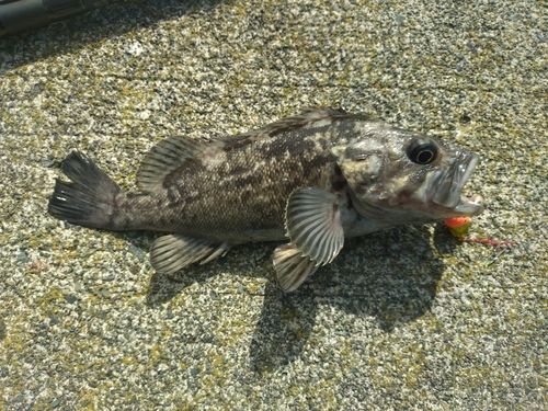 クロソイの釣果