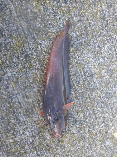 ドンコの釣果