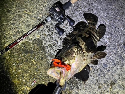 チャイロマルハタの釣果