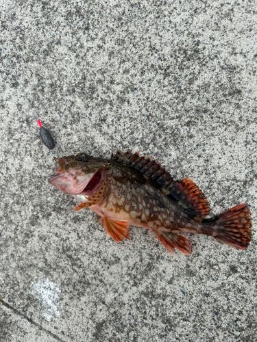 カサゴの釣果