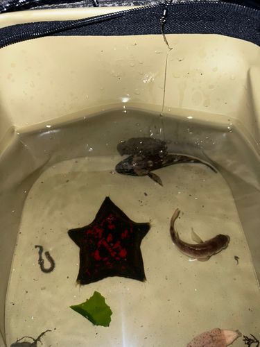 ガシラの釣果