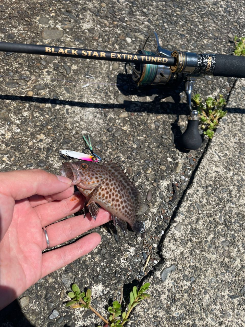リール DAIWA LUVIAS FC LT2500S-XH DAIWA 20ルビアス LT2500-XHの最安値・インプレ・釣果 | 本音の