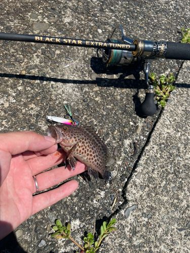 オオモンハタの釣果