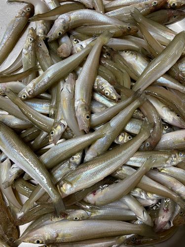 シロギスの釣果