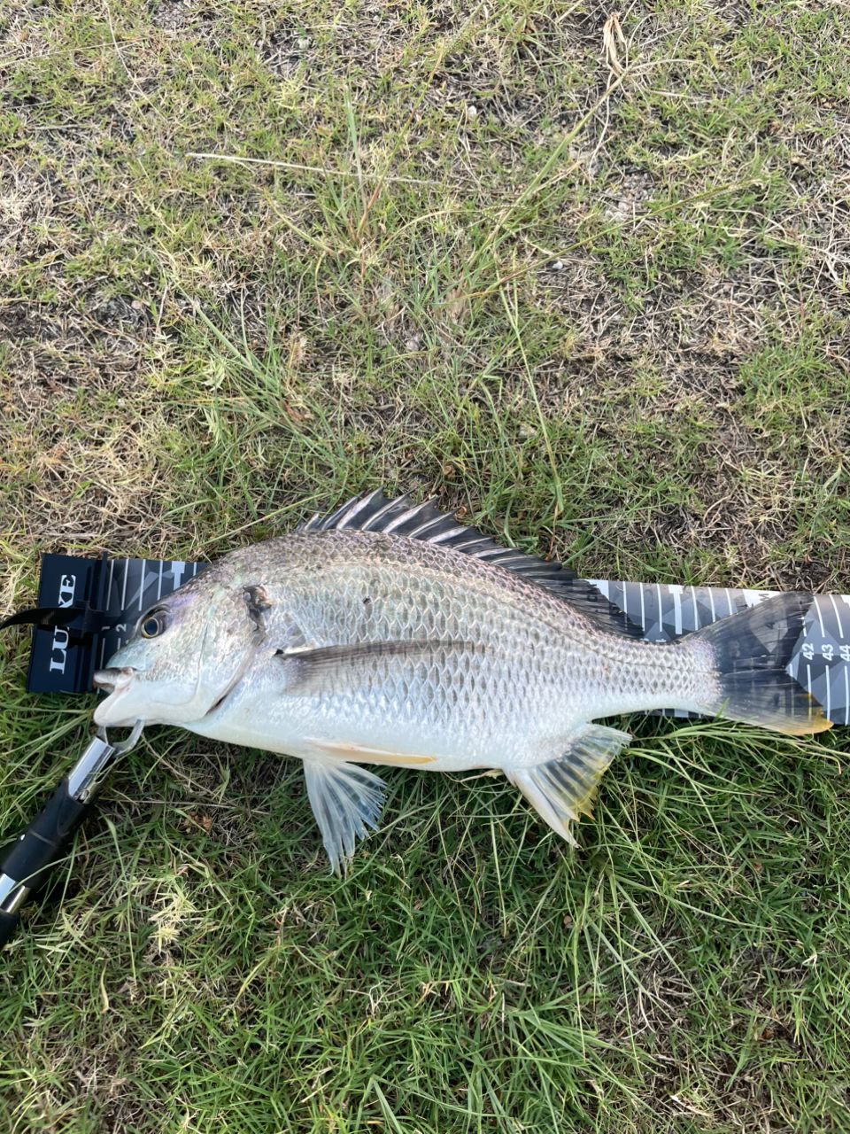 DAIWA 22アルファス SV TW 800S-XHの最安値・インプレ・釣果