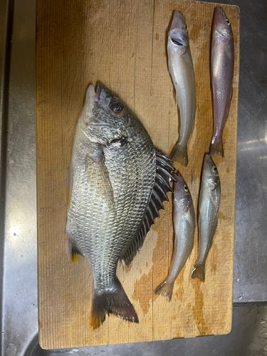 チヌの釣果