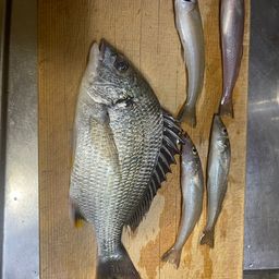 チヌ