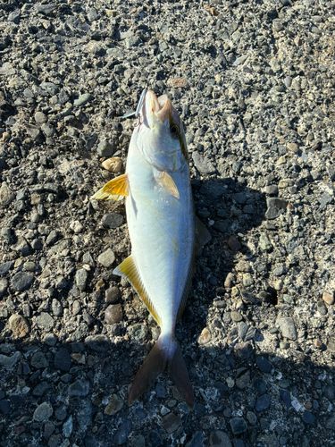 カンパチの釣果