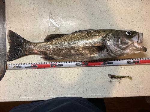 フッコ(マルスズキ)の釣果